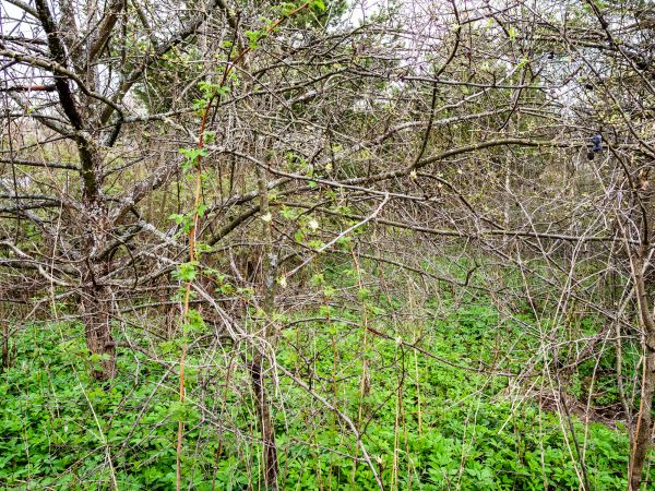 Underbrush Clearing in Manteca