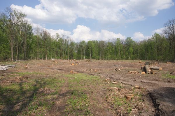 Pasture Clearing in Manteca