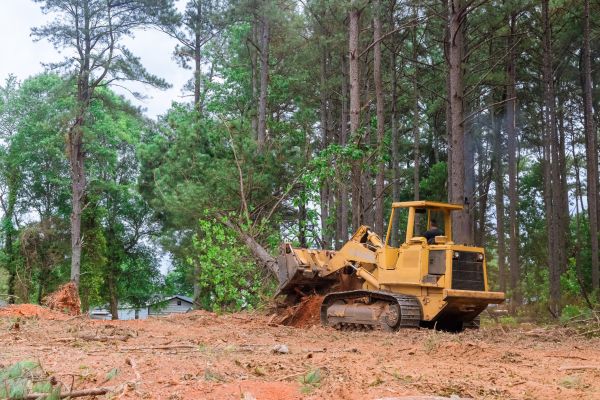 Forest Thinning in Manteca