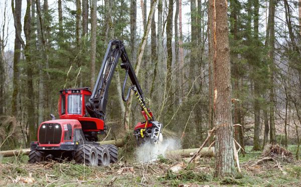 Forest Clearance Service in Manteca
