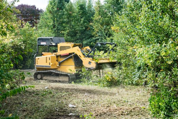 Pathway Clearing in Manteca