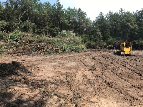 Thicket Clearing in Manteca